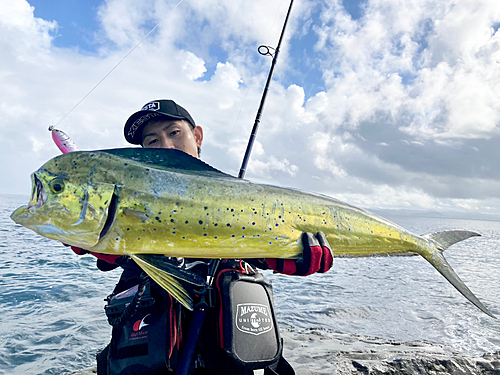 シイラの釣果