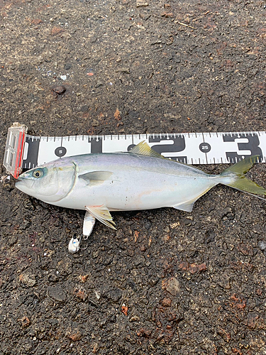 ワカシの釣果