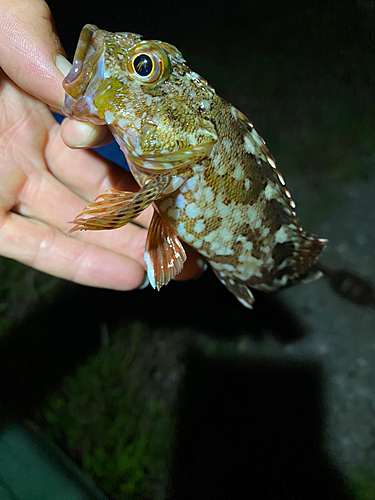 カサゴの釣果