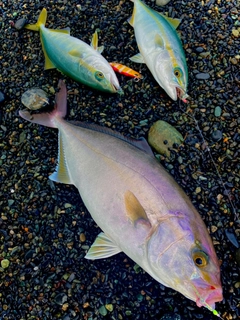 ワカシの釣果