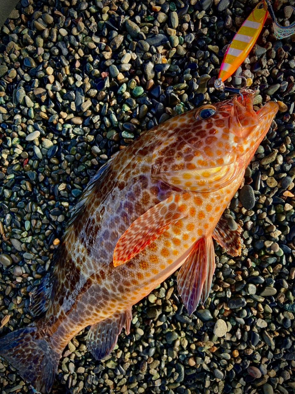 ワカシ