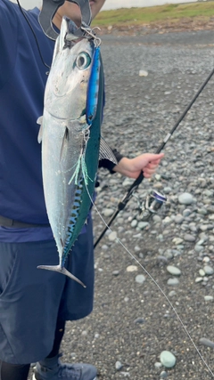 ソウダガツオの釣果