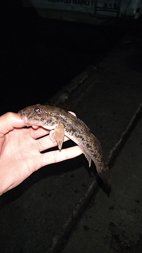 マハゼの釣果