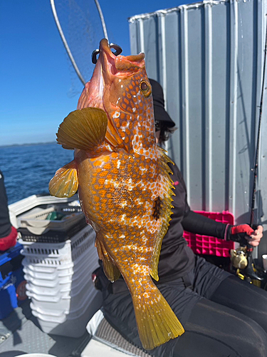 アコウの釣果