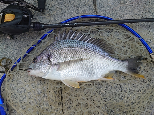 キビレの釣果