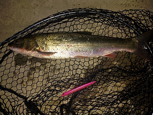 マルタウグイの釣果