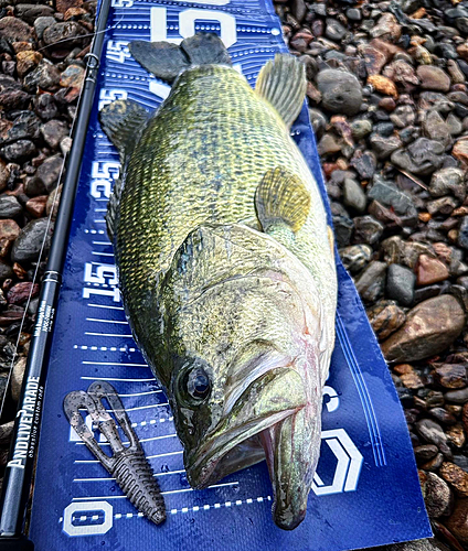 ブラックバスの釣果