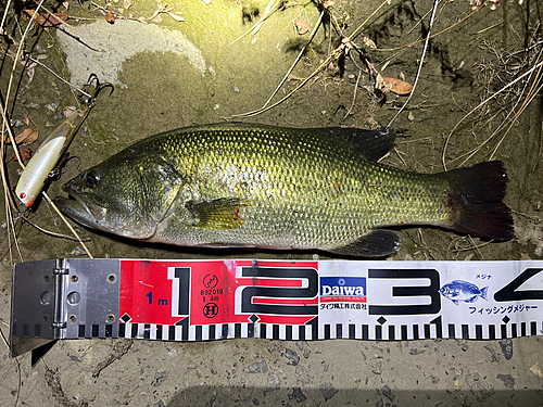 ブラックバスの釣果