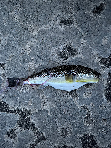 フグの釣果