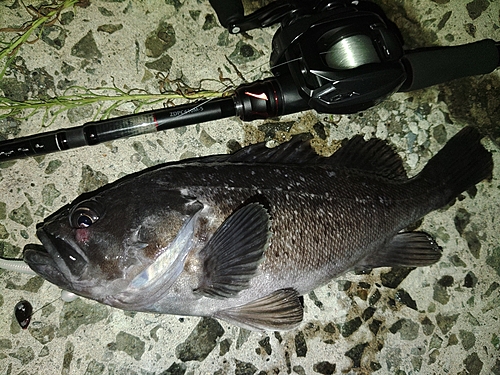 クロソイの釣果