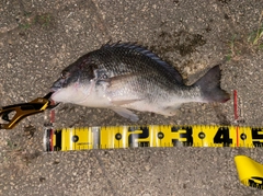 チヌの釣果