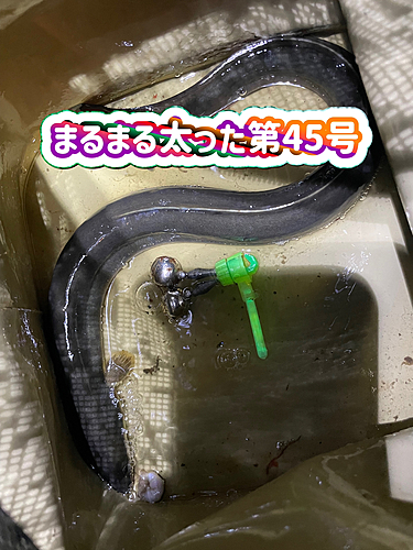 ウナギの釣果