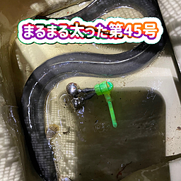 ウナギ