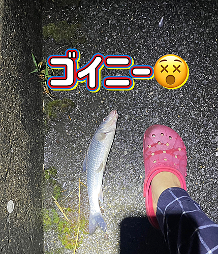 ニゴイの釣果