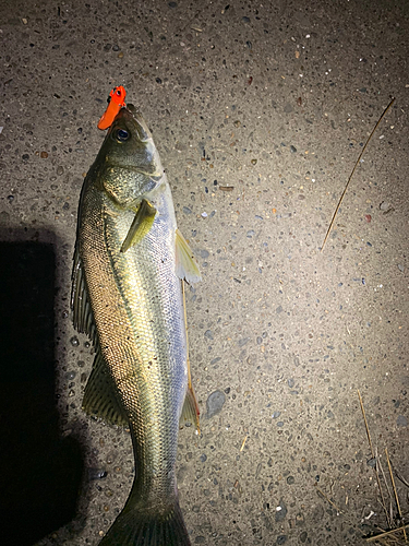 セイゴ（マルスズキ）の釣果