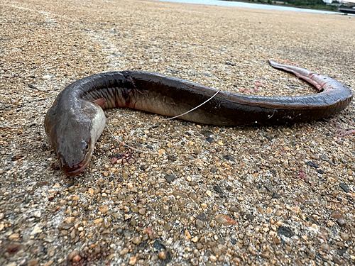 ウナギの釣果