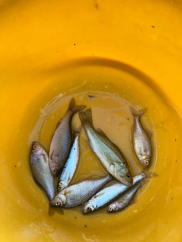 ヤリタナゴの釣果