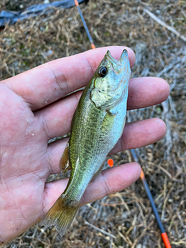 ラージマウスバスの釣果