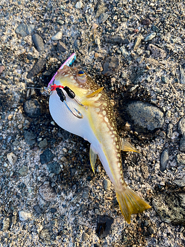 クサフグの釣果