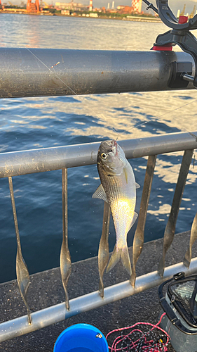 コノシロの釣果