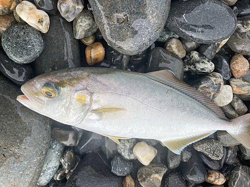 ショゴの釣果