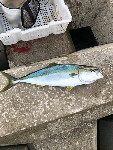 イナダの釣果