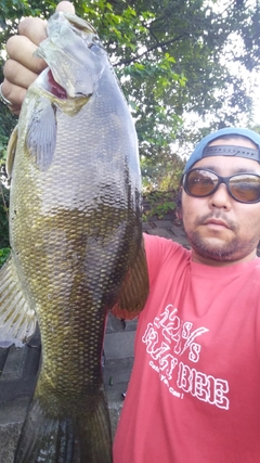 スモールマウスバスの釣果