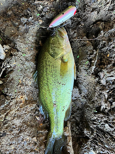 ラージマウスバスの釣果