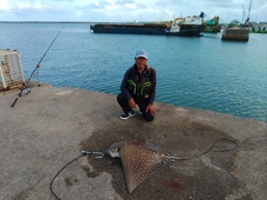 マダラエイの釣果