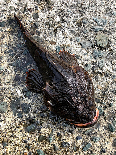 カジカの釣果