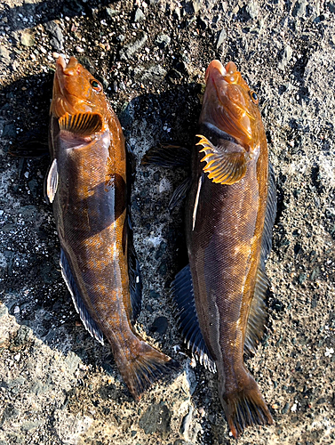 アイナメの釣果