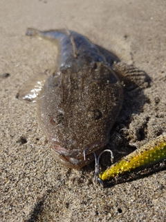 マゴチの釣果