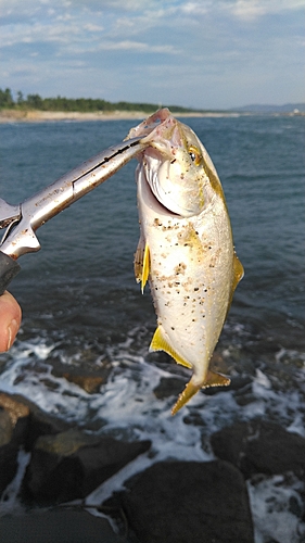 ショゴの釣果