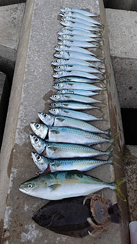 マサバの釣果