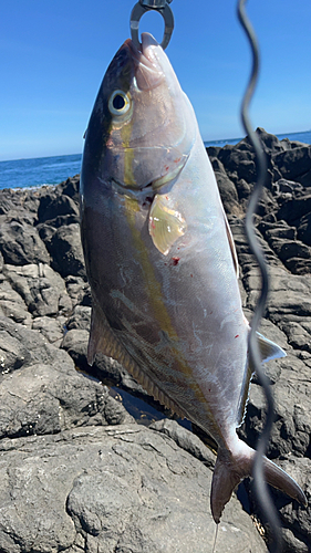 ネリゴの釣果