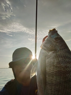 チヌの釣果