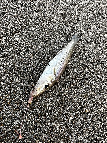 キスの釣果