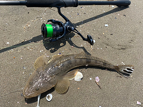 マゴチの釣果