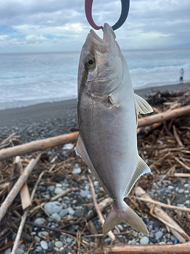 ショゴの釣果