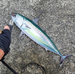 マルソウダの釣果