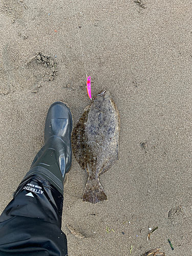 ヒラメの釣果