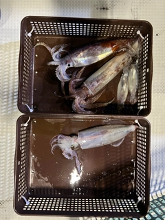 スルメイカの釣果