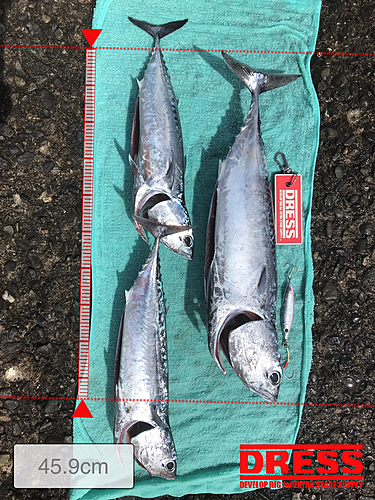 ソウダガツオの釣果