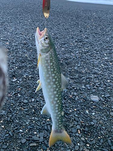 アメマスの釣果