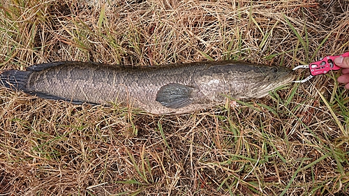 ライギョの釣果