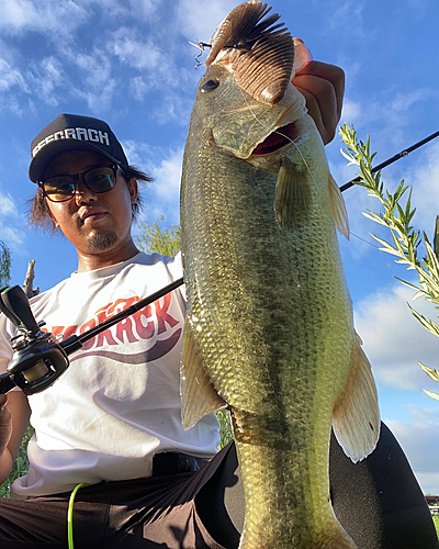 ブラックバスの釣果