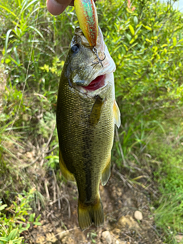 ラージマウスバスの釣果