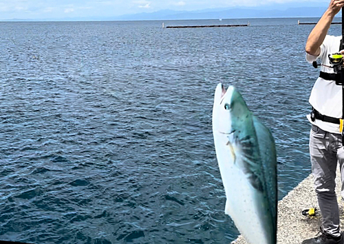 シイラの釣果