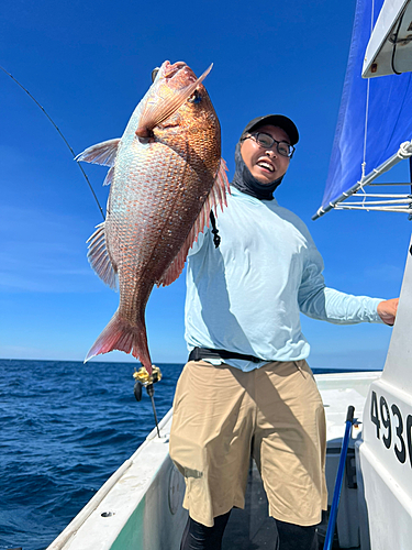 マダイの釣果