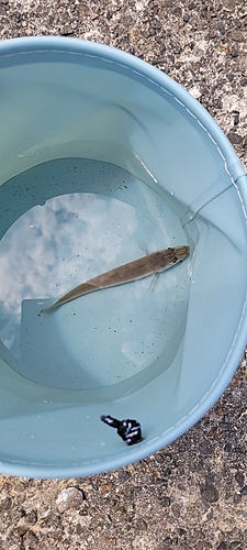 シロギスの釣果